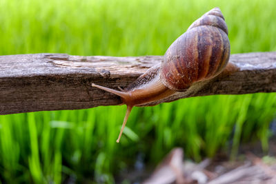 Close-up of snail on tree