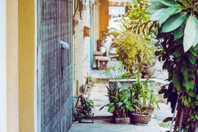 Potted plants outside building