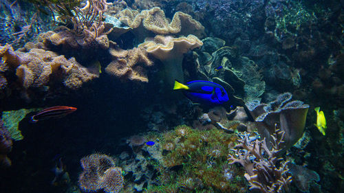 Fish swimming in sea
