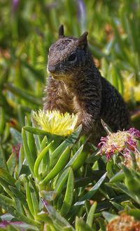 Close-up of squirrel on flower