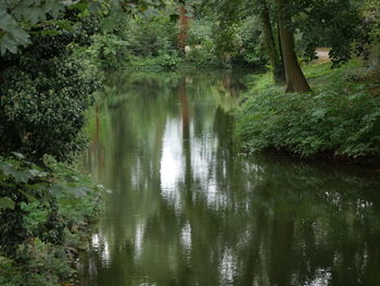 Reflection of trees in lake