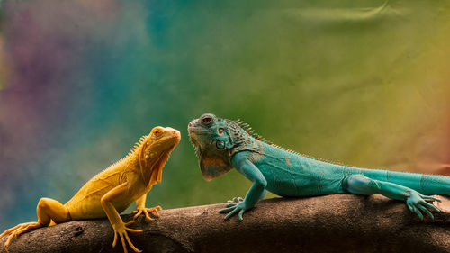 Close-up of lizard