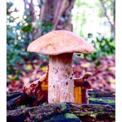 Close-up of tree trunk in forest