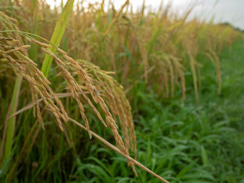 Close-up of crops growing on field