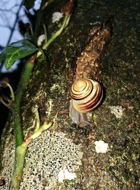 Close-up of snail on plant