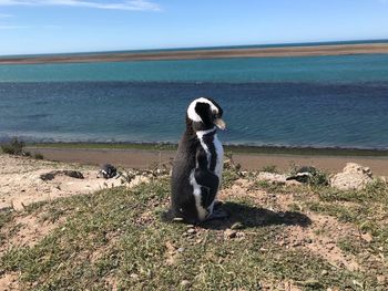 Full length of a young man standing on beach