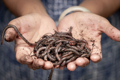 Close-up of hand holding crab