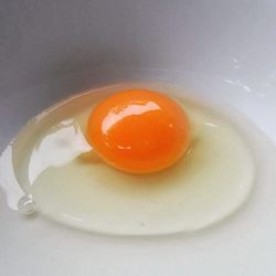 Close-up of food in bowl