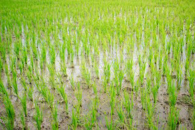 Crops growing on field