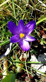 High angle view of purple crocus blooming outdoors