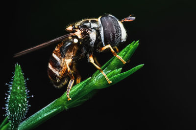 Close-up of bee pollinating flower