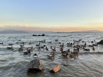 Birds swimming in sea at sunset