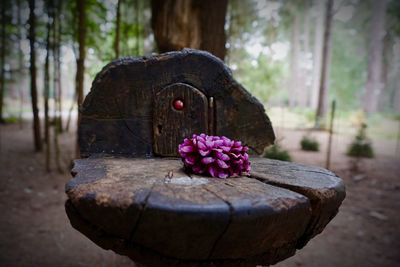 Close-up of pink flower on tree stump