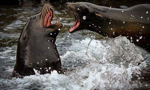 Close-up of two horses in sea