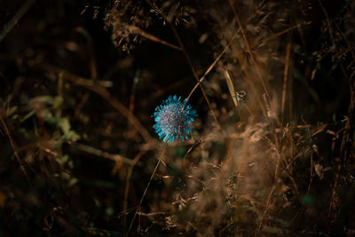 nature