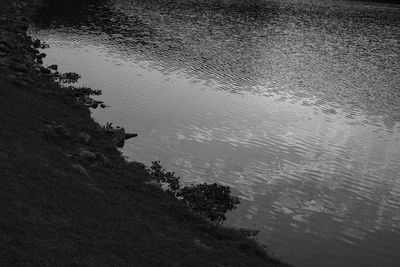 Reflection of trees in water