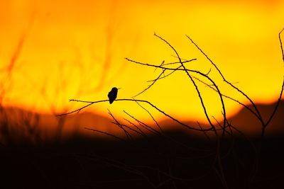 Silhouette bird perching on a plant