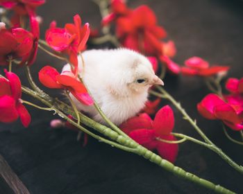 Close-up of cat on flower pot