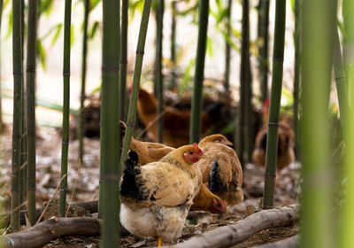 Hens in the bamboo forest