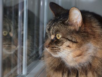 Close-up portrait of cat