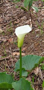 Close-up of white flower on field