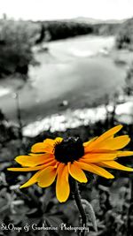 Close-up of yellow flower blooming outdoors