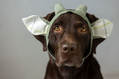 Chocolate labrador retriever dog in the green ears on  head. clothes for dogs.  carnival, halloween