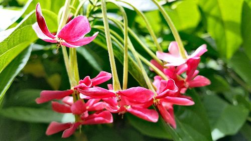 Close-up of pink flowers blooming outdoors