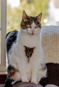 Close-up of a cat