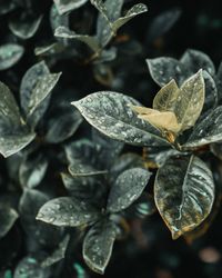 Close-up of wet leaves