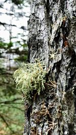 Close-up of moss on tree trunk