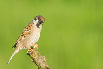 Close-up of bird perching on branch