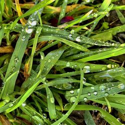 Full frame shot of wet plants during rainy season