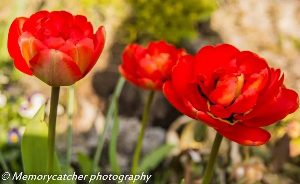 flower, petal, fragility, red, flower head, focus on foreground, freshness, growth, close-up, beauty in nature, blooming, plant, nature, stem, day, in bloom, no people, tulip, outdoors, selective focus