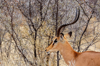 Deer in a forest