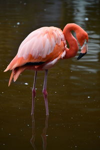 Flamingo searching for dinner