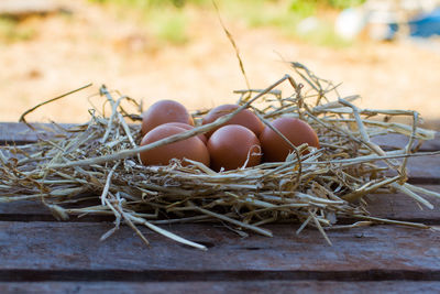 Close-up of eggs in nest