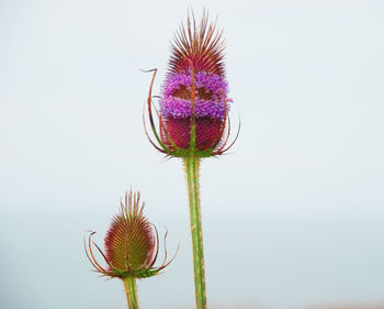 Close-up of thistle flowers