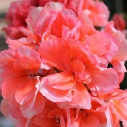 Close-up of red flower