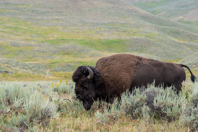 Yellowstone bison