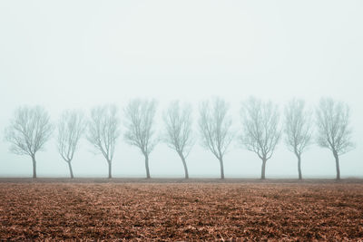 Scenic view of field against clear sky