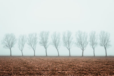 A row of trees on a street. in front of it a field. landscape in the fog in friesland.