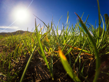 Close-up of grass growing on field against sky on sunny day