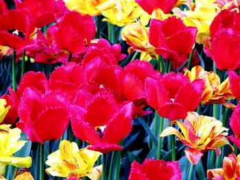 Full frame shot of multi colored flowers