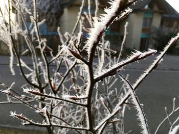 Close-up of frozen plant during winter