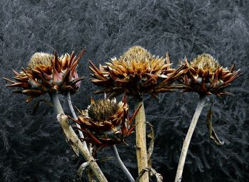 Close-up of wilted plant