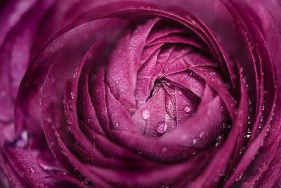 Close-up of wet purple flower