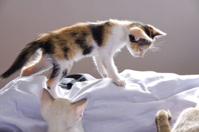 Close-up of a cat looking away