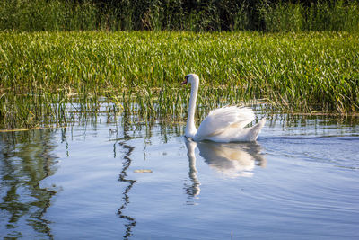 Swan swimming in lake