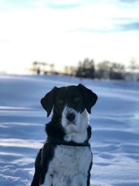 Portrait of a dog